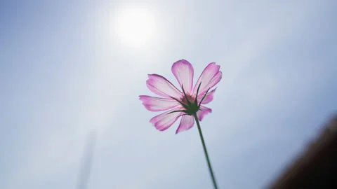 The movement of the pink flower on the fields overlay with sunlight  스톡 동영상 231777697