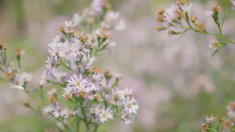 The movement of the pink flower on the fields overlay with sunlight  스톡 동영상 231777807