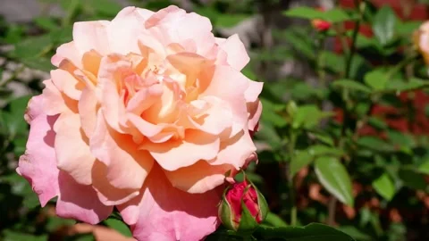 The movement of a pink rose on a blurred background. Beautiful flower. Stock Footage 155646160