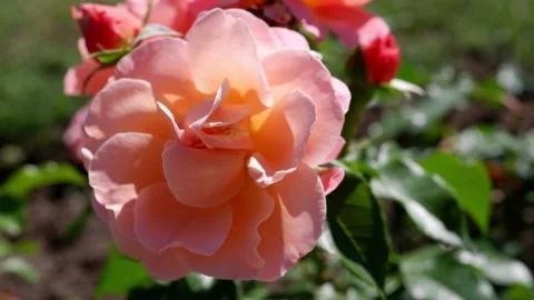 The movement of a pink rose on a blurred background. Beautiful flower. Stock Footage 156756037