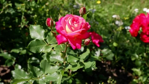 The movement of a pink rose on a blurred background. 4k. Stock Footage 156904229