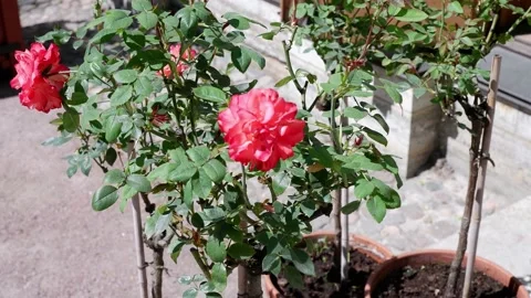 The movement of a pink rose in the wind. Stock Footage 155331685