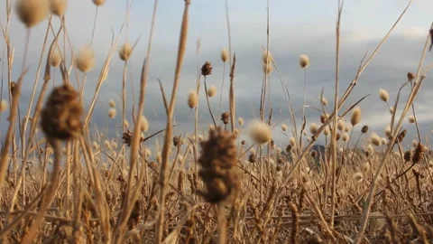 The movement of plants at sunset Stock Footage 313164763