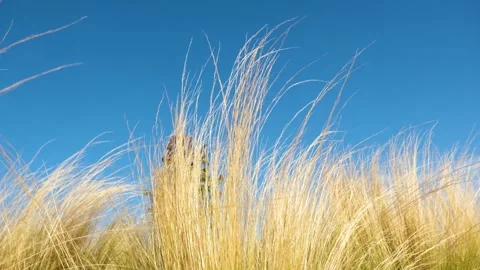 Movement of plants in the wind, A gentle breeze blowing through the garden, Stock Footage 288907406