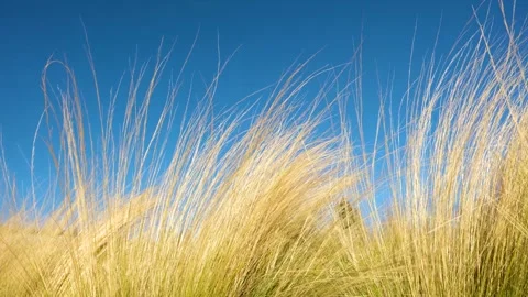 Movement of plants in the wind, A gentle breeze blowing through the garde Stock Footage 288908210