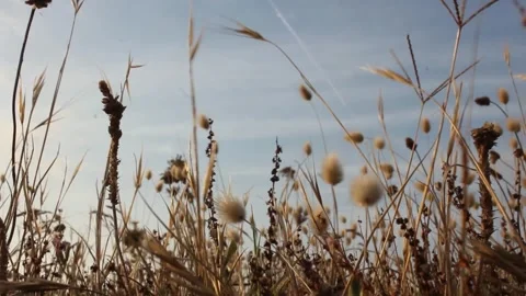 The movement of the plants in a windy sunset Stock Footage 313164765