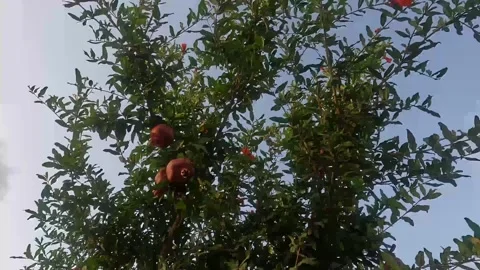 The movement pomegranate on a tree branch in the windy weather Stock Footage 241497066