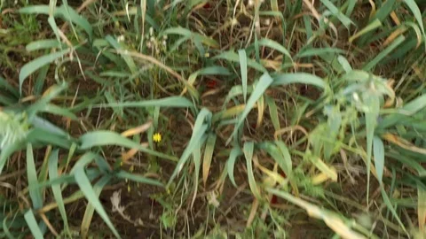 Movement on the poppy field.01 Stock Footage 99677822
