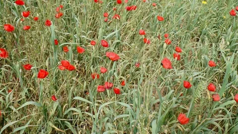 Movement on the poppy field.02 Stock Footage 99681619
