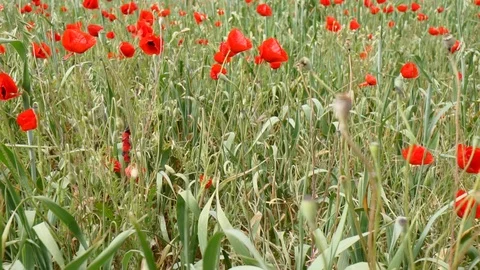 Movement on the poppy field.03 Stock Footage 99686284