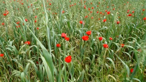 Movement on the poppy field.04 Stock Footage 99683435