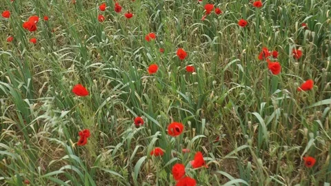 Movement on the poppy field.05 Stock Footage 99684418
