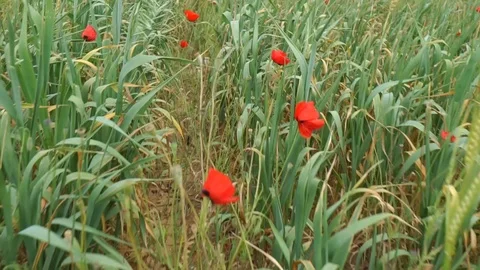 Movement on the poppy field.06 Stock Footage 99677611