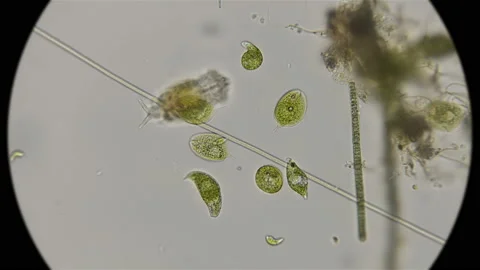 The movement of the protozoa Euglena viridis, under the microscope Stock Footage 93258381