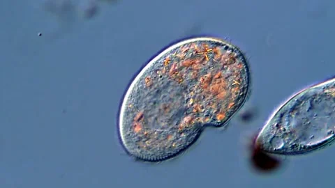 Movement of protozoa, microscope 400x 스톡 동영상 318248249