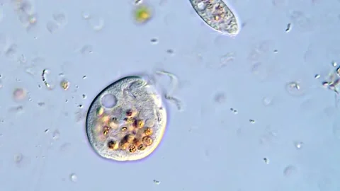Movement of protozoa, microscope 400x magnification Stock Footage 317886701