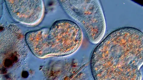 Movement of protozoa under DIC microscope, Pond water sample 库存影片 318249319