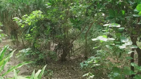 Movement in the rainforest with tropical plants 動画素材 304741879