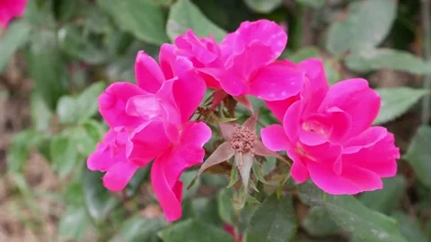 The movement of red flowers in the wind. 4k. Stock Footage 156341736