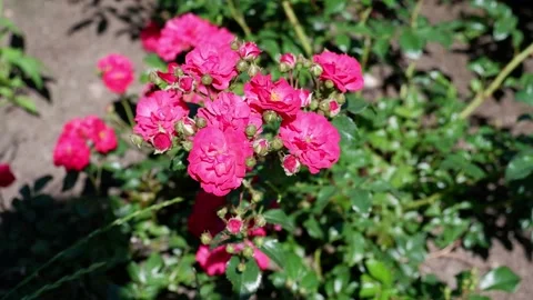 The movement of red flowers in the wind. 4k. Stock Footage 156802857