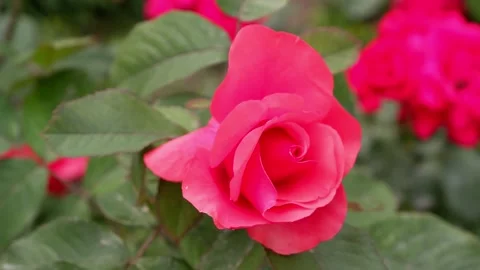 The movement of a red rose on a blurred background. 4k. Stock Footage 156341682