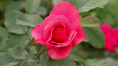 The movement of a red rose on a blurred background. 4k. Stock Footage 156341694