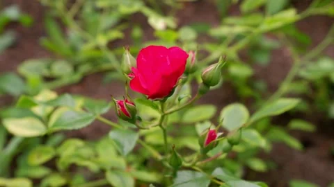 The movement of a red rose on a blurred background. Nature. 4k. Stock Footage 156626983
