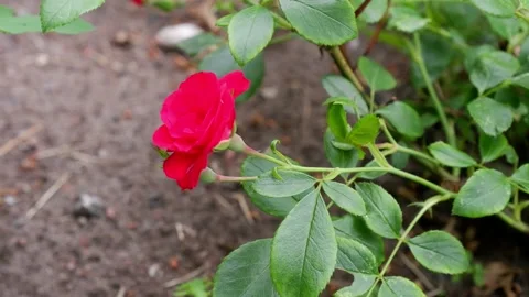 The movement of a red rose on a blurred background. 4k. Stock Footage 156704520