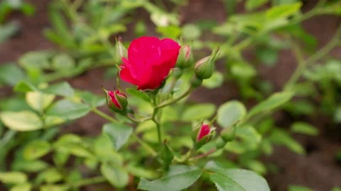 The movement of a red rose on a blurred background. 4k. Stock Footage 156756640