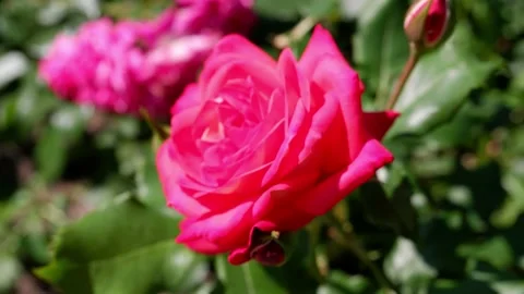 The movement of a red rose on a blurred background. 4k. Stock Footage 156802884