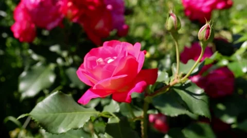 The movement of a red rose on a blurred background. 4k. Stock Footage 156850065