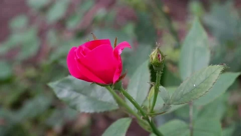 The movement of a red rose on a blurred background. 4k. Stock Footage 158555112