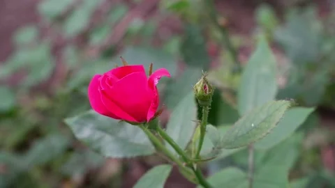The movement of a red rose on a blurred background. 4k. Stock Footage 158691065