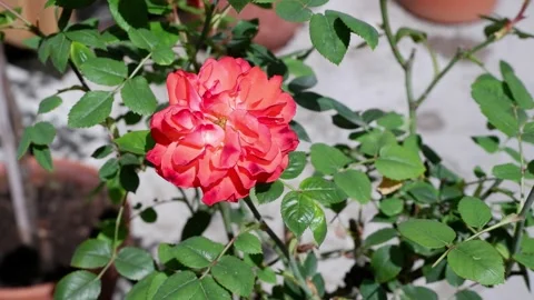 The movement of a red rose in the wind. 4k Stock Footage 155198591