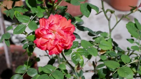 The movement of a red rose in the wind. 4k Stock Footage 155198675