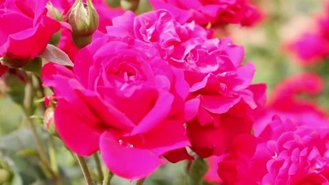 The movement of red roses on a blurred background. 4k. Stock Footage 156341663