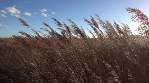 Movement of reed Phragmites australis in slow motion Stock-Footage 102269265