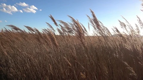 Movement of reed Phragmites australis in slow motion 스톡 동영상 102269278