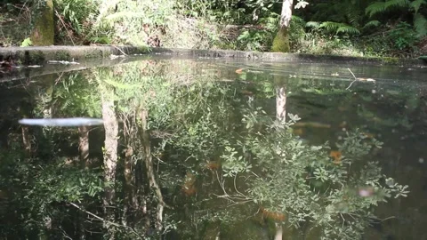Movement of a reflection of nature on the surface of a pond Stock Footage 320347933