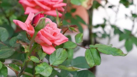 The movement of a rose in the wind on a blurred background. 4k Stock Footage 155682041