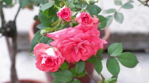 The movement of a rose in the wind on a blurred background. 4k Stock Footage 156079842