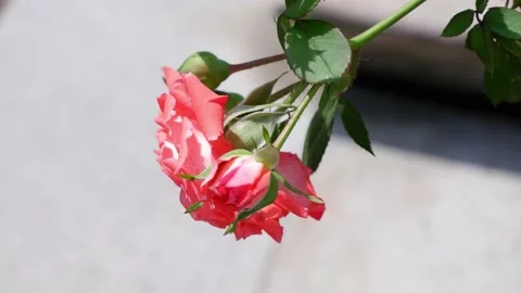 The movement of a rose in the wind on a blurred background. 4k Stock Footage 156079857