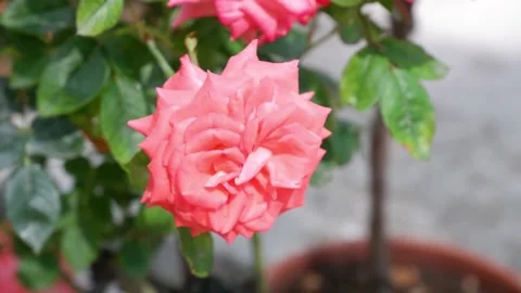 The movement of a rose in the wind on a blurred background. 4k Stock Footage 156079886