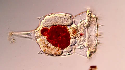 Movement of Rotifer microorganism under microscopy view Vidéo 317005524