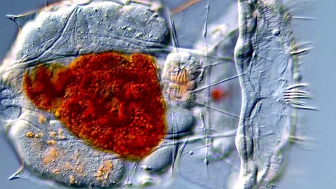 Movement of Rotifer under high Resolution Microscope Vídeos de archivo 317005621
