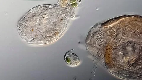 Movement of Rotifer under microscope 库存影片 306574811