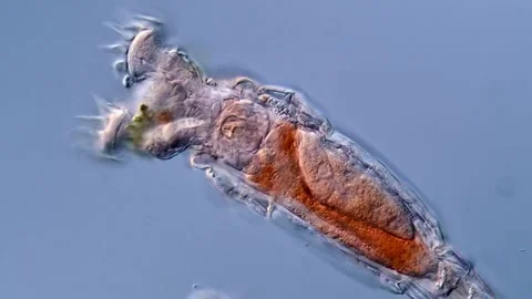 Movement of Rotifers under microscopy view 库存影片 310309361