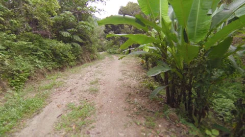 Movement on rural road through the rainforest Stock-Footage 24952150