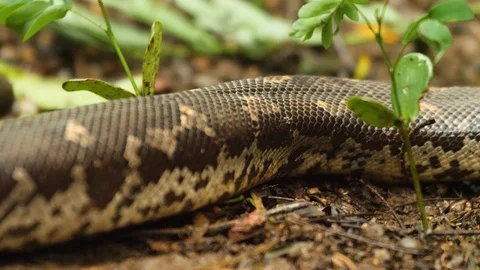 Movement of a Sand Boa snake over the land as each movement in its body Stock Footage 129677086