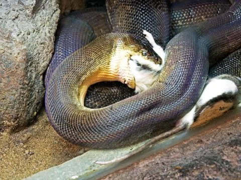 Movement Scene of Macklot's Python Attack Prey Stock Photos